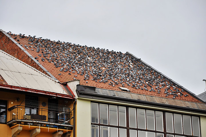 A2B Pest Control are able to install spikes to deter birds from roofs in Wanstead. 