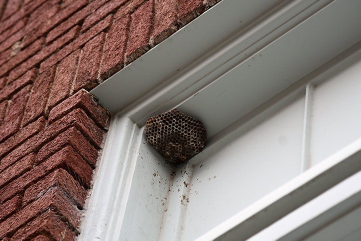 We provide a wasp nest removal service for domestic and commercial properties in Wanstead.
